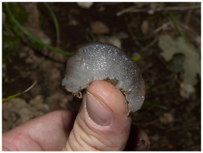 Alcuni Limax millepunctatus dal Gargano (FG)